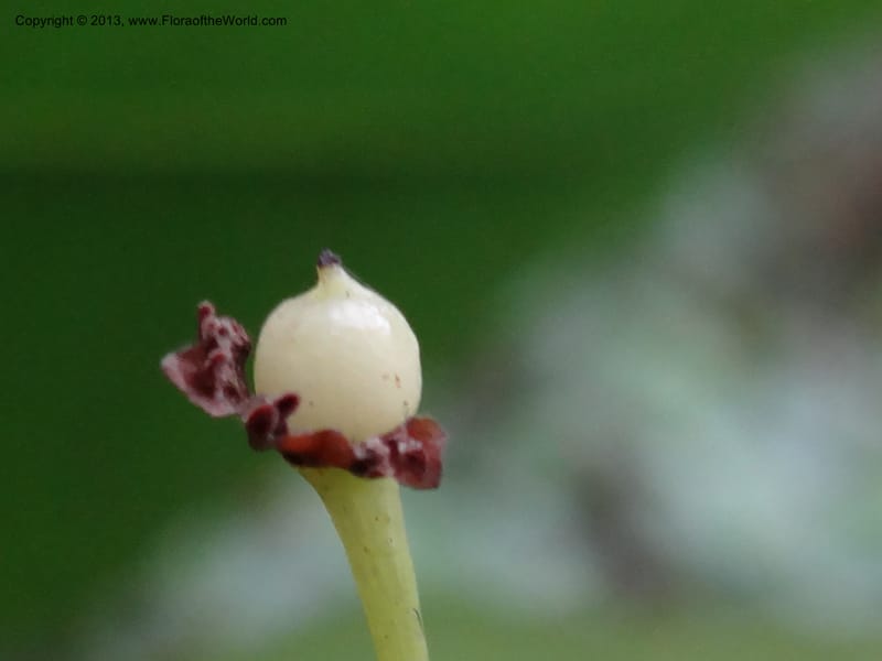 Meliosma simplicifolia, VC 5561--Thailand. Chiang Mai Prov. Doi Pha Hom Pok Nat. Park. 10 Nov 2012. DSC08349 (282).JPG