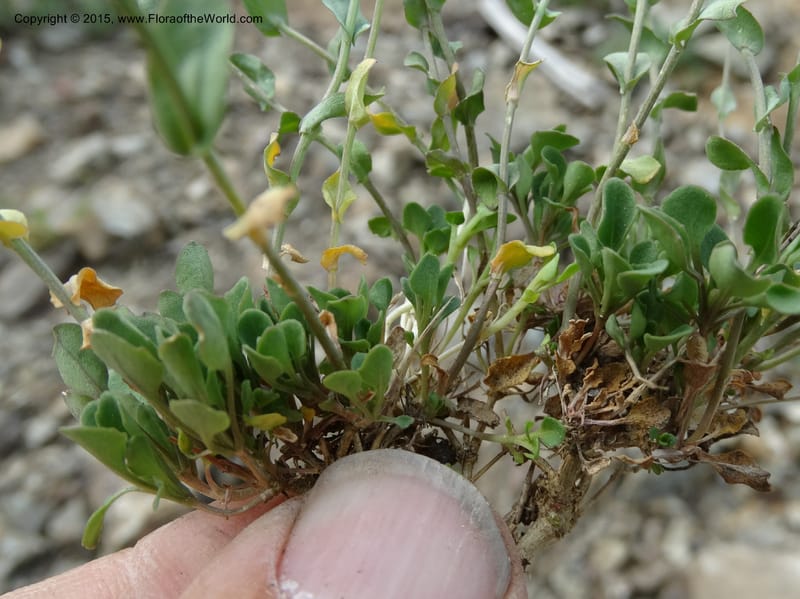 Noccaea fendleri, Davidson, C 12589--ID. Idaho Co. Seven Devils Camp Ground. 15 Jul 2014. DSC00113 (73).JPG