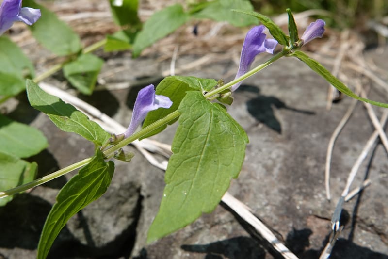 Scutellaria galericulata, C. Davidson 13882--ID. Fremont Co. Henry's Fork River. Box Canyon. 31 Jul 2018. DSC08304 (141).JPG