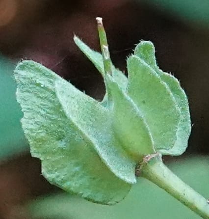 Poggea alata, C. Davidson 13956--Gabon. Arb. Sibang. 5 Nov. 2018. DSC02235 (42).JPG