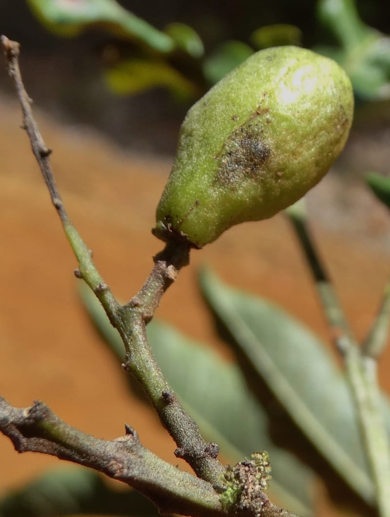 Lepidocupania lepidota, Callmander, M 1239--New Caledonia. Mont Dzumac. 12 Nov 2015. DSC01563 (346).JPG