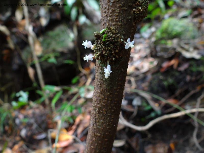 Lepisanthes ramiflora, Buerki 324--Malaysia, Sarawak. Bako Nat. Park. Lintang Trail. 30 Mar 2012.  NDSC06186 (161).JPG