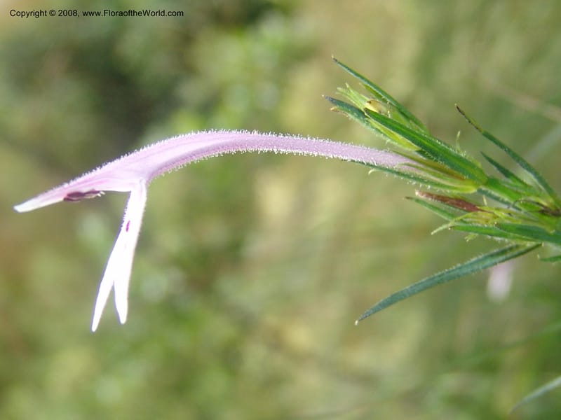 Siphonoglossa linifolia--So.Africa. Mpumal. Moodie Mts.  18 Mch 05. 069.jpg