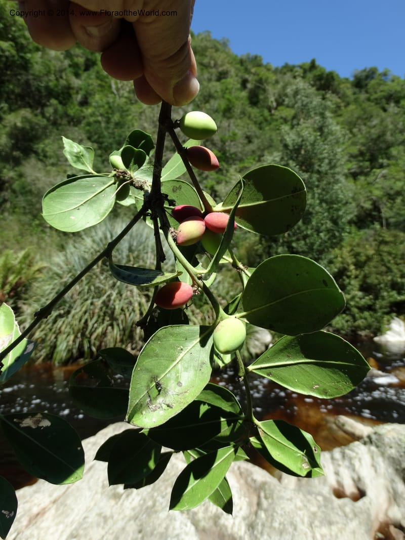 Acokanthera oppositifolia, Davidson, C 12290--South Africa. Western Cape. Karatara River. 21 Jan 2014. DSC00950 (251).JPG