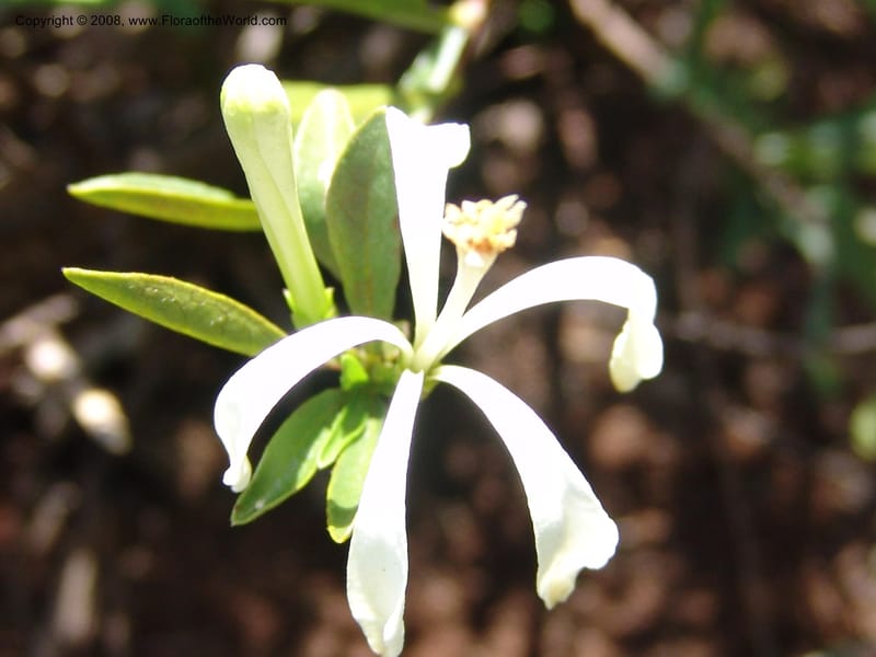 Turraea obtusifolia--So.Africa. Mpumal. twd Rietfontein. 16 Mch 05. 325.jpg
