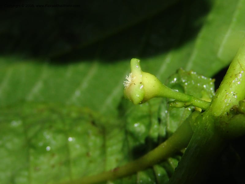 Siparuna subinodora, AAraujoM1193--Bolivia. Pq. Nac. Madidi. Rio Tuichi, Rudidi Cr. 28 Nov 04. 265.jpg