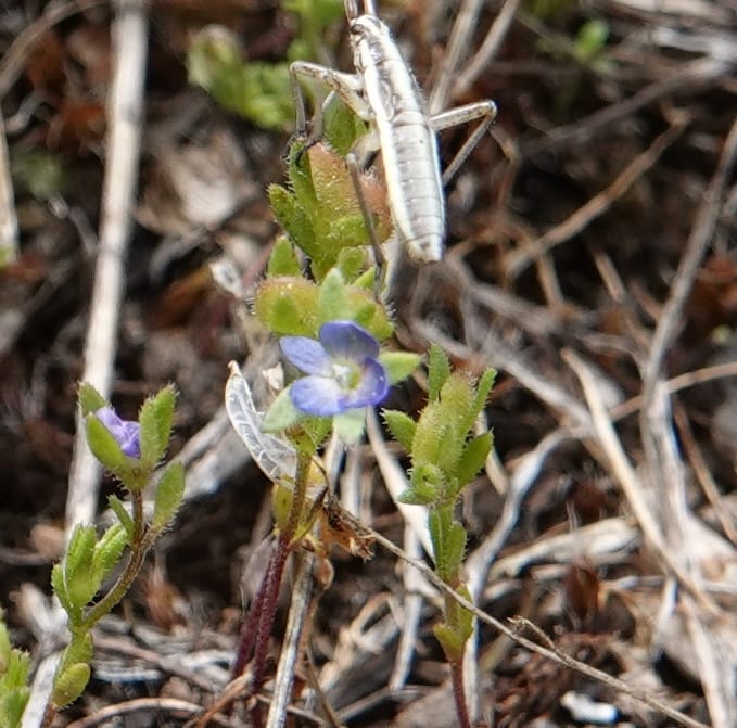 Veronica arvensis, C. Davidson 13751--Oregon. Wallowa Co. Zumwalt.Trail Cr. Rd. 4 Jun 2018. DSC04078 (21).JPG