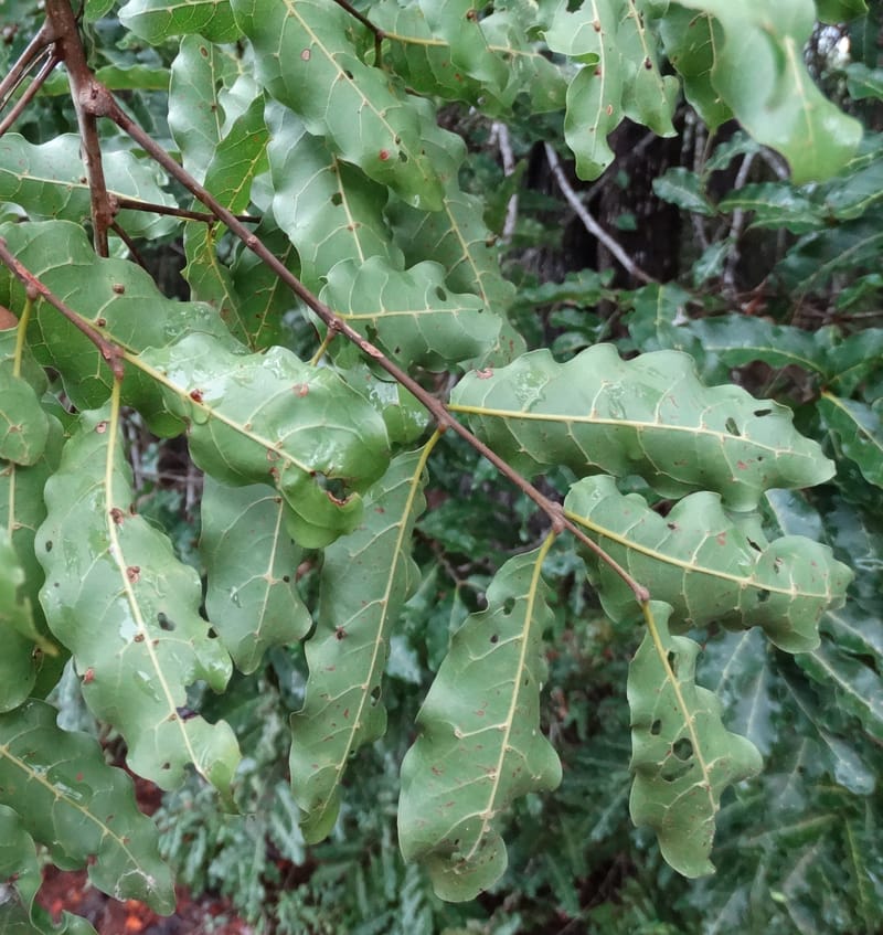 Lepidocupania globosa, Lowry, P 7404--New Caledonia. Creek Hervouet. 19 Nov 2015. DSC03817 (99).JPG