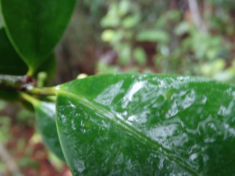 Garcinia, Lowry, P 7405--New Caledonia. Creek Hervouet. 19 Nov 2015. DSC03817 (95).JPG