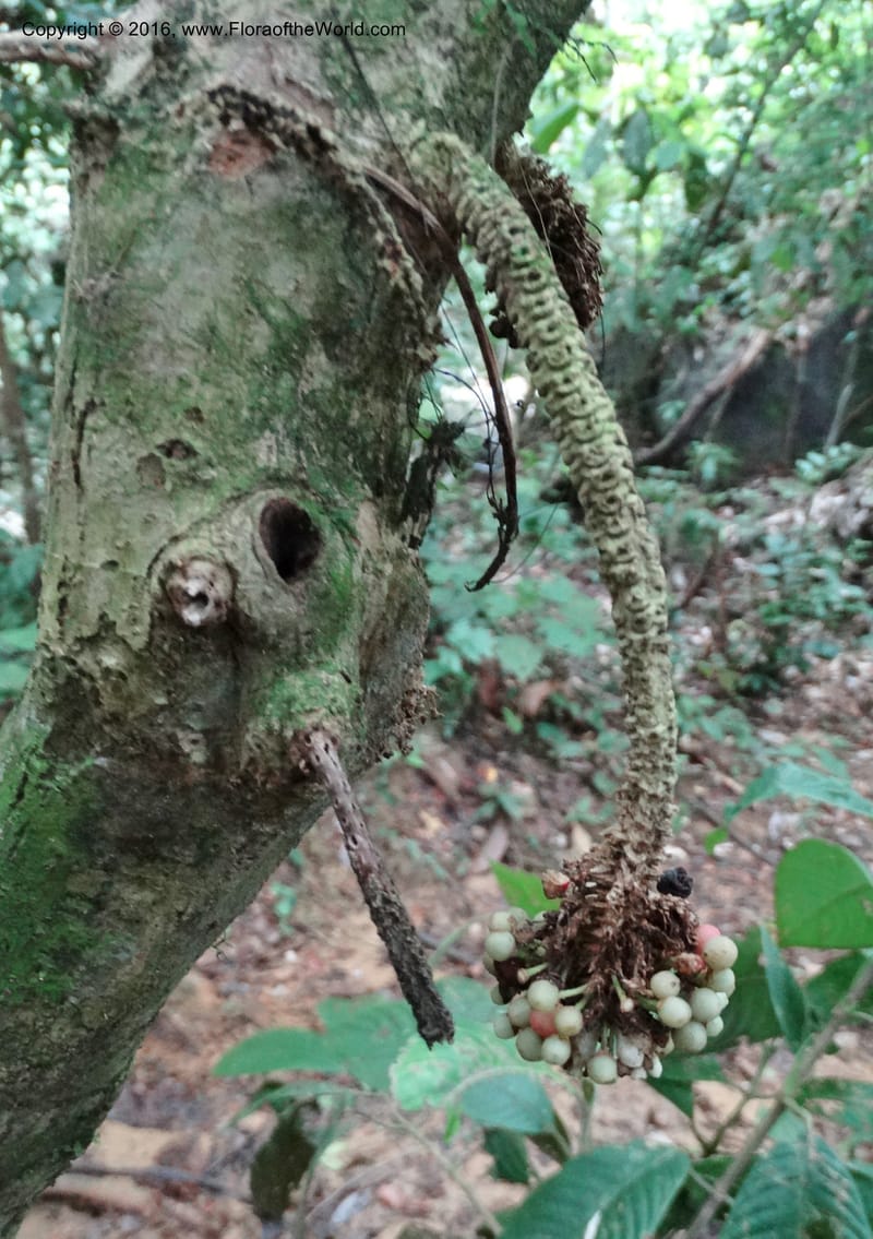 Callicarpa, Davidson, C 12680--Sabah. Danum Valley. 4 Oct 2014. DSC01741 (336).JPG