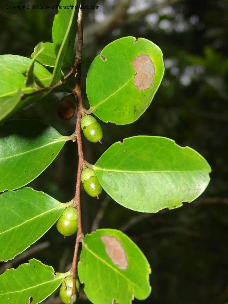 Diospyros, R.Ranaivojaona1382--Madag. Prov. Toliara. Mandena Centr. Res. Ecol. 18 Jan 06. 196.jpg