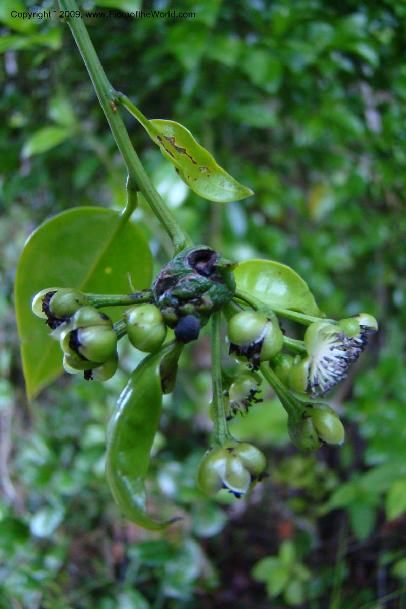 Barbeuia madagascariensis, Z. Rogers 1242--Madag. Prov. Fianar. E of Ifanadiana.15 Jan 09. 006.jpg