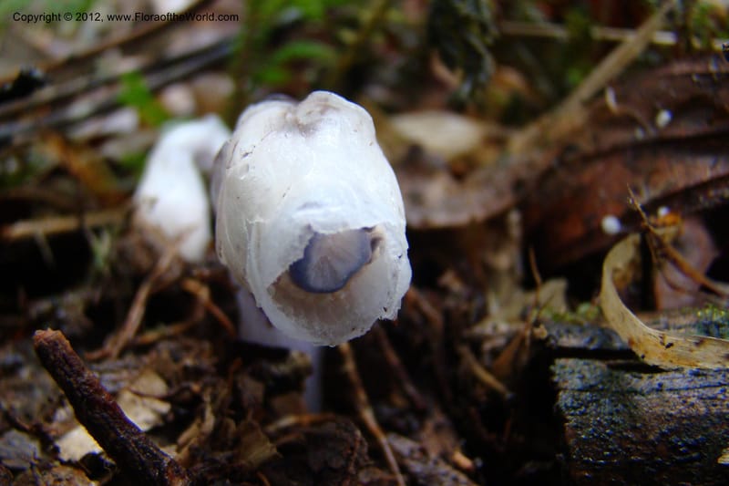 Monotropa uniflora, Regalado 1652--Viet Nam. Lao Cai Prov. Sa Pa Distr. Hoang Lien Son. 6 Apr 09. 347 (16).jpg