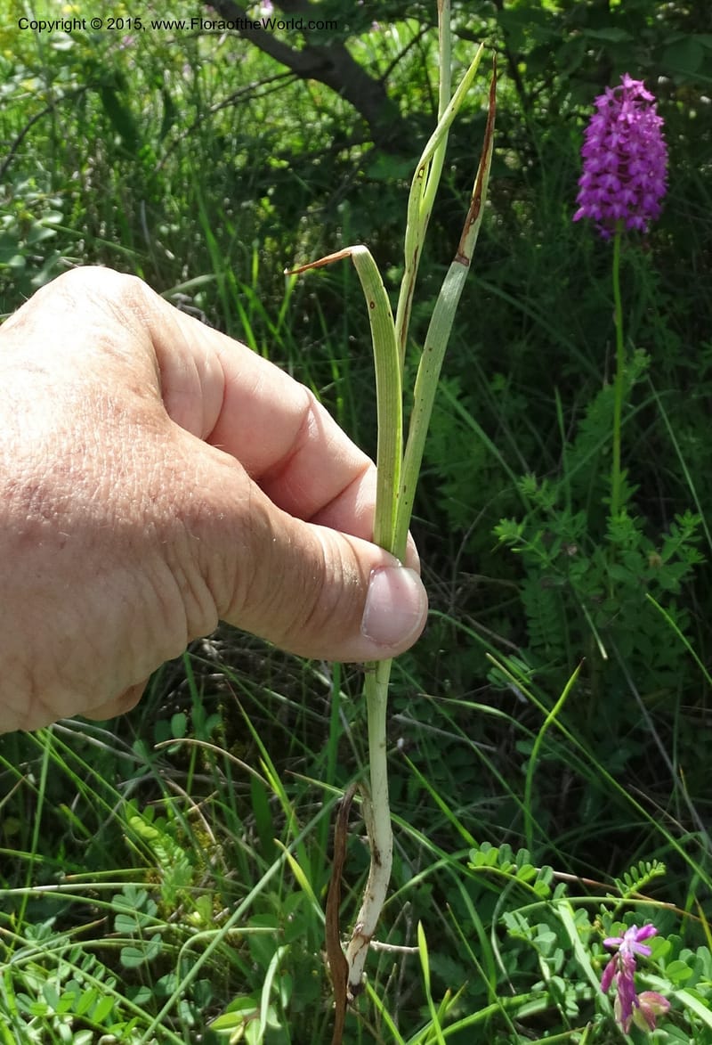 Anacamptis pyramidalis, Davidson, C 12453--Georgia (Caucasus). Shio Mgvime. 7 Jun 2014. DSC07779 (39).JPG