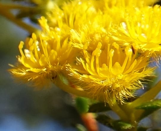Verticordia serrata var. ciliata, Davidson, C 13381--Australia. W.A. Flora Rd. 22 Oct 2016. DSC03739 (213).JPG
