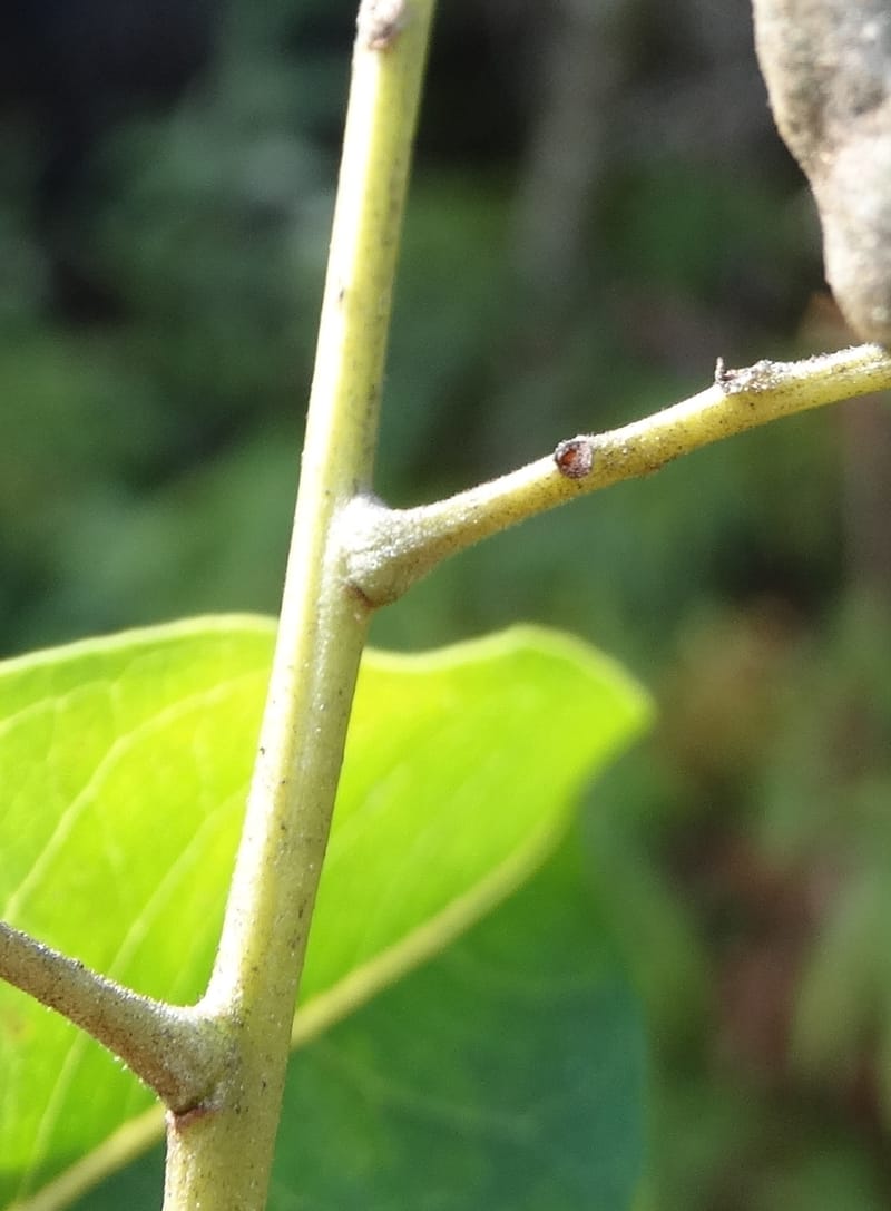 Arytera brackenridgei, Lowry, P 7334--Fiji. Vesidrua Vill. 5 Nov 2015. DSC09139 (8).JPG
