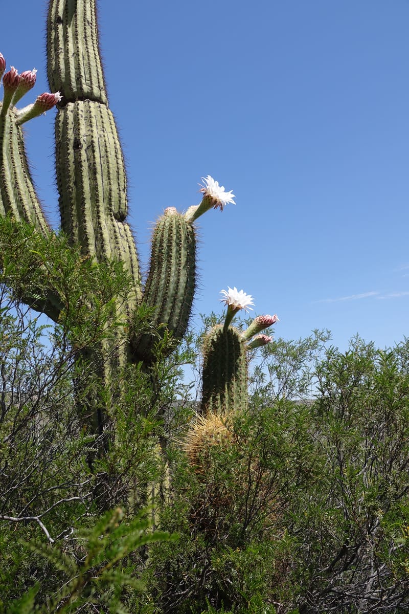 Trichocereus terscheckii--Argentina. Hwy 150, P.N. Ischigualasto. 7 Feb 2018. DSC09079 (24).JPG