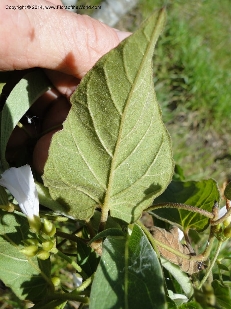 Convolvulus, Stevens,  W. D 31125, Cerro Cora, 16 Mar 2011 1688 (9).JPG