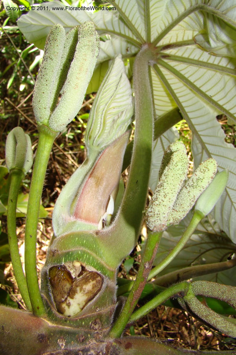 Cecropia peltata, Phillipson 6117--Madagascar. Prov. Fianarantsoa. Manombo Nat. Park. 13 Jan 09. 077 (15).jpg
