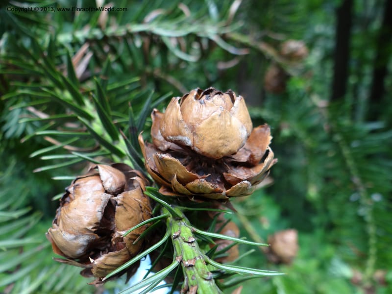 Cunninghamia lanceolata, Davidson, C 11976--China. Zhejiang Prov. Tian Mu Shan. 1 Jun 2012. DSC01264 (142).JPG