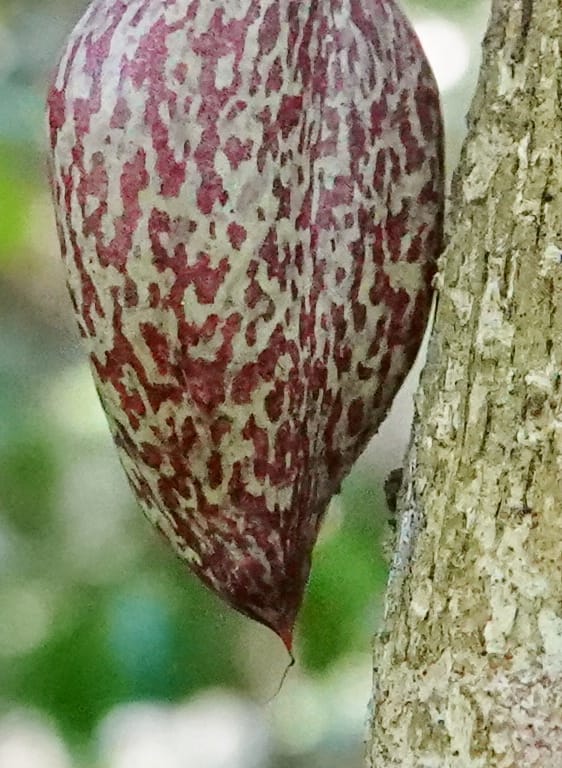 Allexis cauliflora, C. Davidson 13958--Gabon. Arb. Sibang. 5 Nov. 2018. DSC02235 (114).JPG