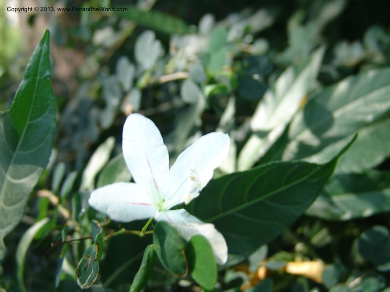 Bauhinia natalensis--So.Africa. Lowveld Nat. Bot. Gard. 14 Mch 05. 282.jpg