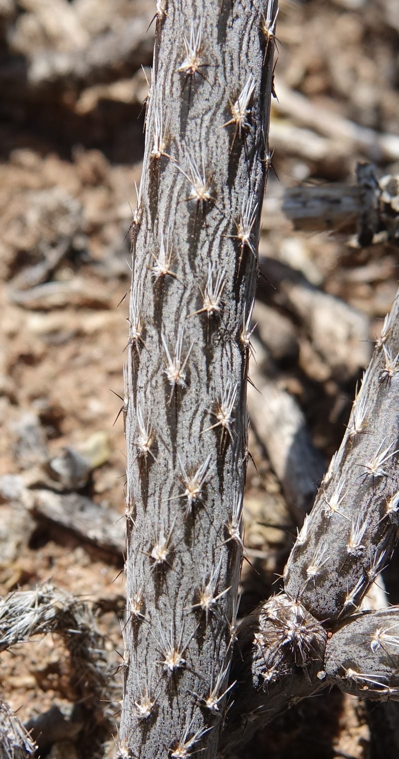 Pterocactus tuberosus--Argentina. Hwy 150, S of Ischigualasto. 7 Feb 2018. DSC09263 (76).JPG