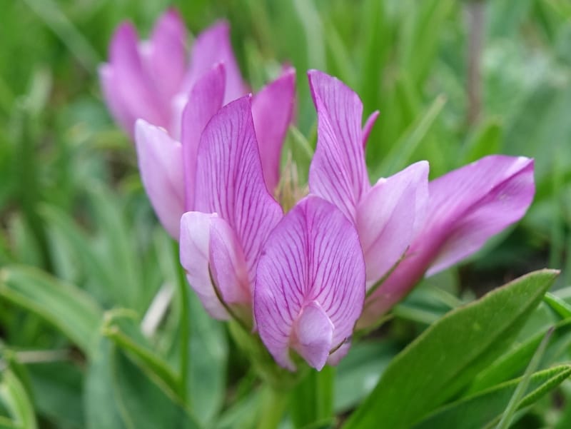 Trifolium alpinum, Davidson, C 13240--Switzerland. Furkapass. 1 Jul 2016. DSC06826 (598).JPG