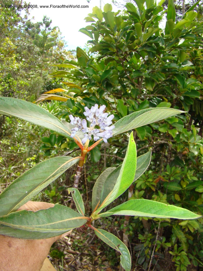 Psychotria, JMunzinger4807--N.Caled. Plateau de Poro. 16 Nov 07. 143.jpg