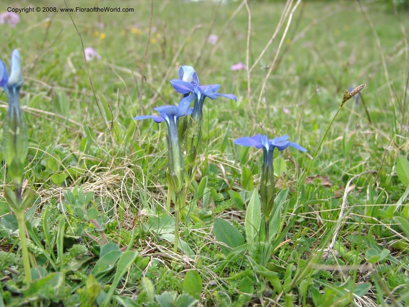 Gentiana angulosa--Georgia. Kazbeki . Trail-road to Sameba Church. 2 Jun 05. 538.jpg