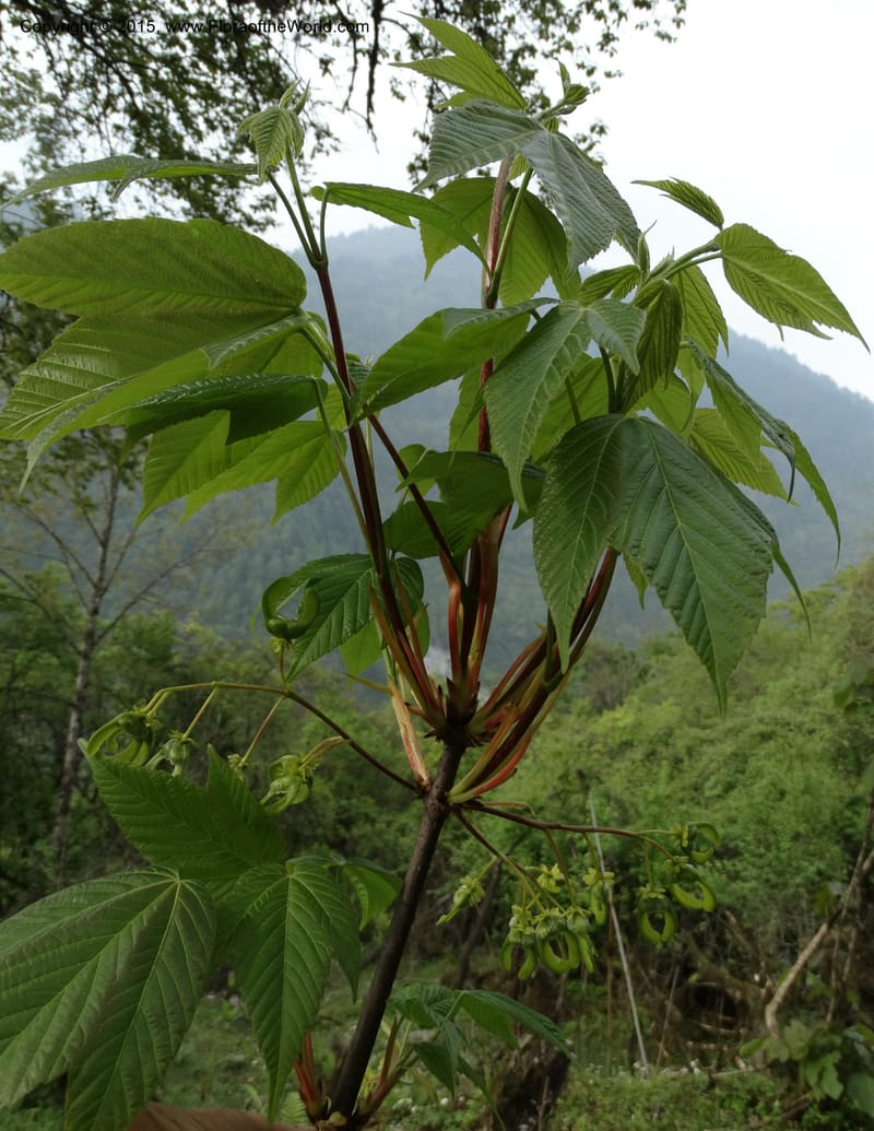 Acer, Boufford, D 43670--China. Sichuan. GuoBaYan, HanBaiYu Shan. 12 May 2014. DSC05373 (204).JPG