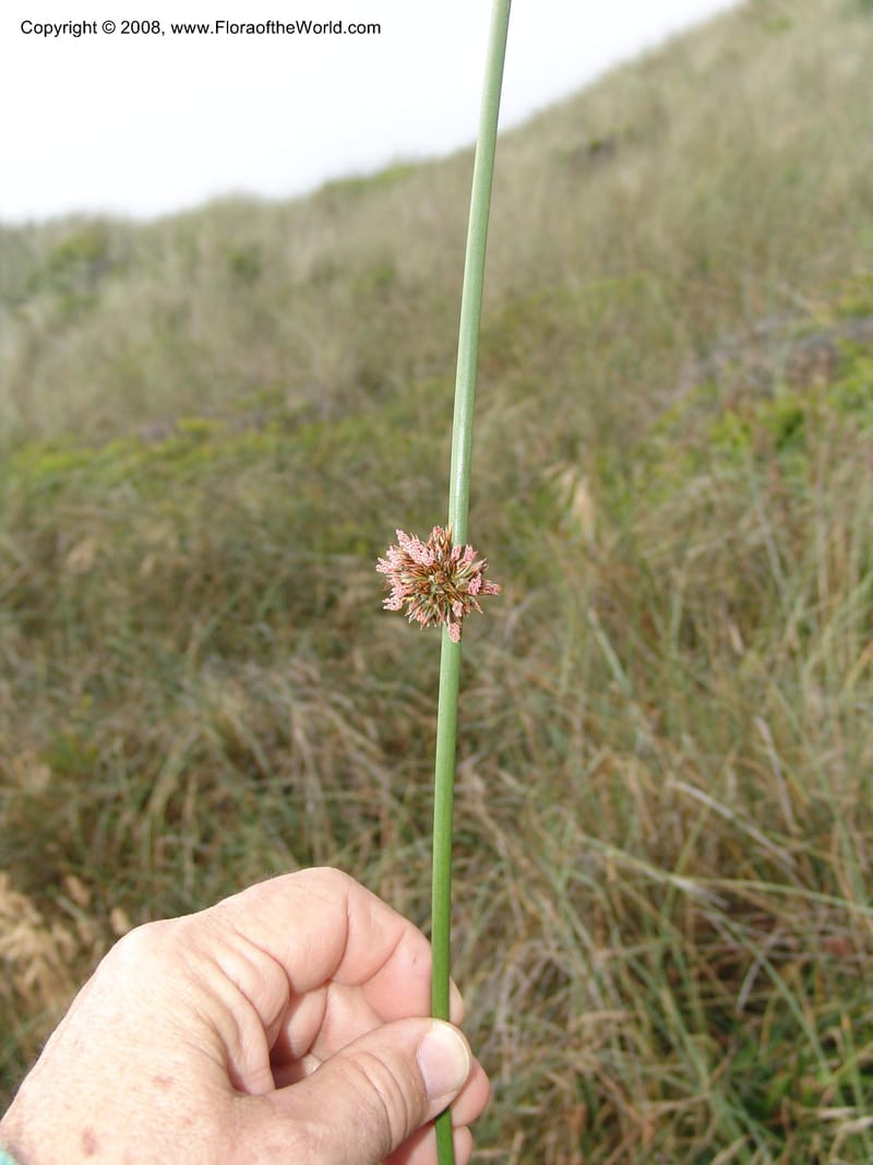 Juncus breweri, CDavidson10911--CA. Mendocino Co.  N of Pt Arena. 25 Jun 06. 058.jpg