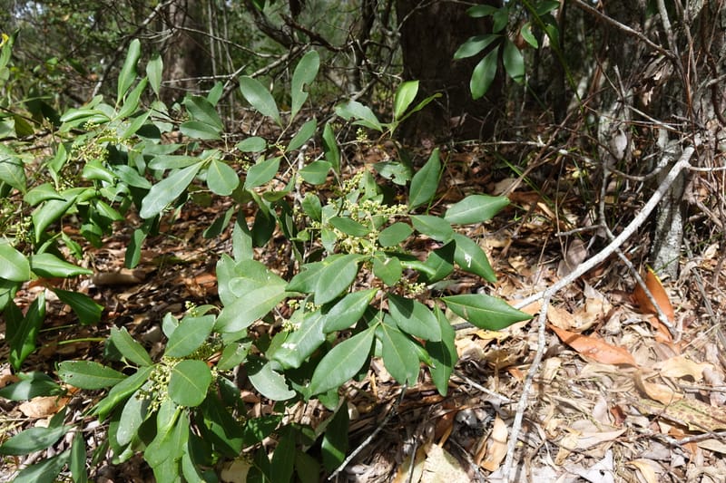 Guioa semiglauca, Davidson, C 13334--Australia. Qld. Austinville Rd. 17 Oct 2016. DSC02705 (21).JPG