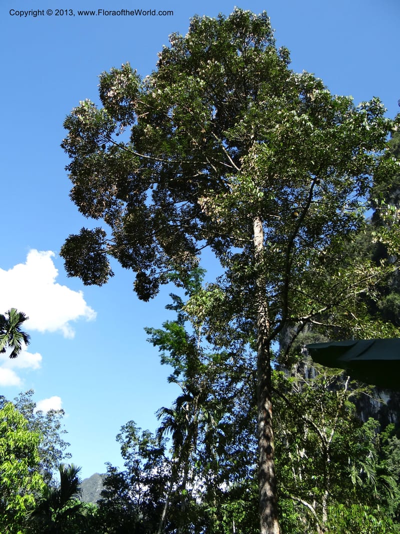 Durio zibethinus, not coll.--Thailand. Surat Thani Prov. Khlong Phanom Nat. Park. 15 Nov 2012. (276).JPG