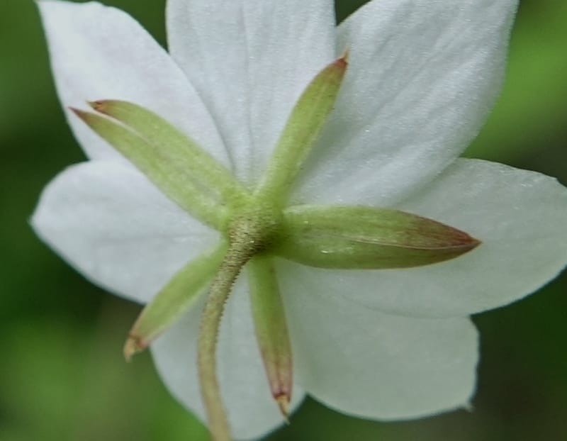 Trientalis europaea--Japan. Niigata. Sasagamine. Yu Memidaira. Forest Therapy Trail. 28 May 2016. DSC04970 (177).JPG