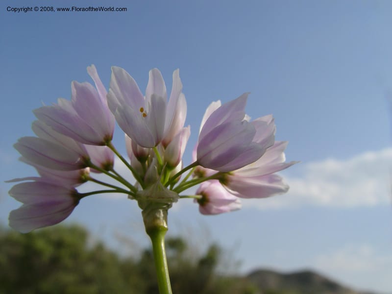 Allium roseum--Spain. Almeria Prv. Cantera de los Yesos, off AL140. 16 Apr 04. 151.jpg