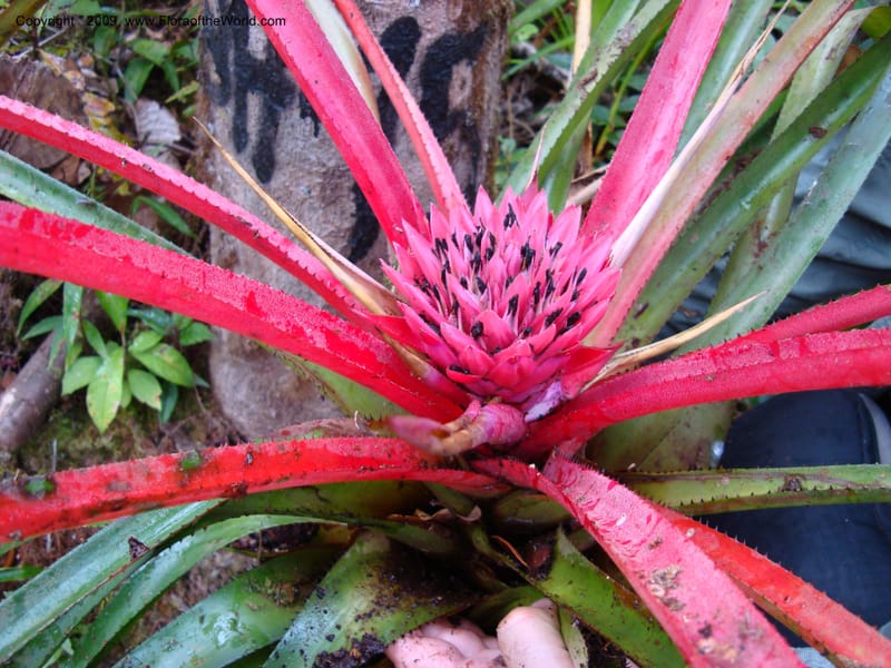 Bromeliaceae...DN15921,Ecuador.Prov.ZamoraC.WawaimePlotEcuacorriente22Sep2007 294.jpg