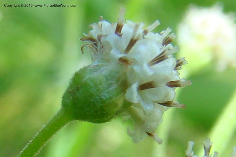 Antennaria racemosa, C. Davidson 11373--Idaho. Idaho Co. Salmon River. Polly Bemis Ranch. 27 May 2009. 088.jpg