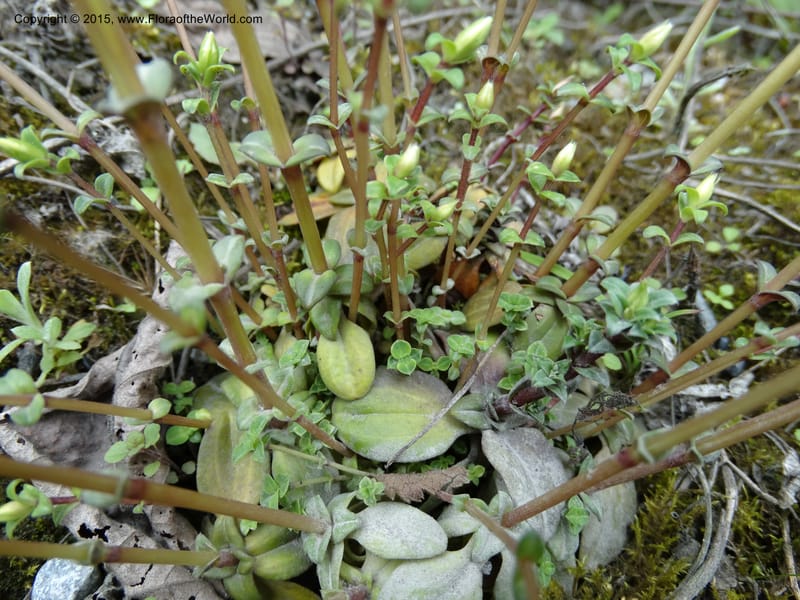 Gentiana, Boufford, D 43705--China. Sichuan. LongDongZhen on Rd. to LeiYuan Shan. 13 May 2014. DSC05860 (71).JPG