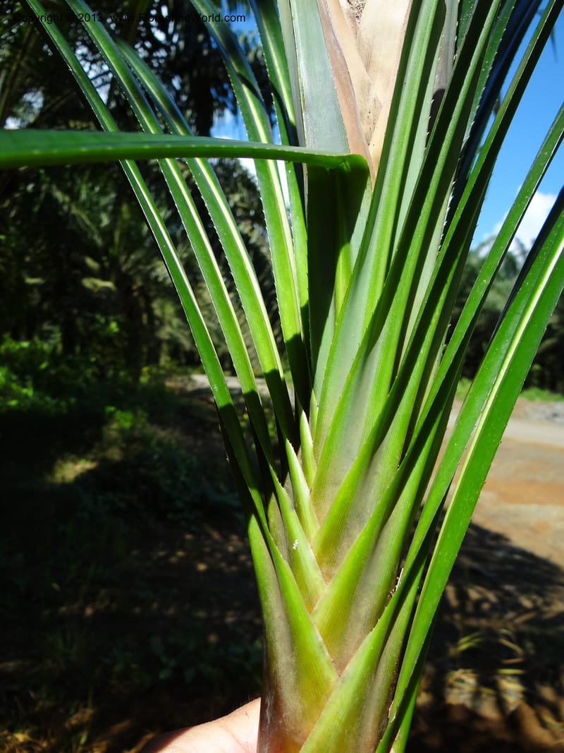 Pandanus discostigma, Callmander 1034--Malaysia. Sabah. Tahan Niaga Plantation. 8 Apr 2012. DSC07609 (65).JPG