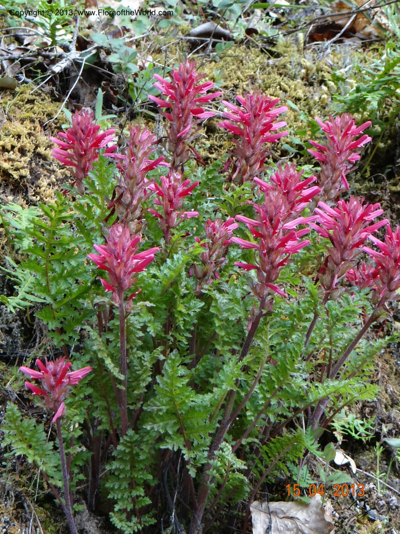Pedicularis densiflora, Davidson, C 12118--USA, CA, Trinity Co.  15 Apr 2013  9916 (9).JPG