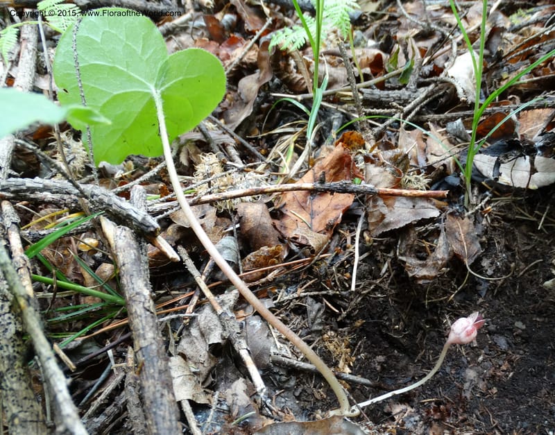 Asarum, Boufford, D 43xxx--China. Sichuan. LiXian. MiYaLuo. 9 May 2014. DSC04513 (254).JPG