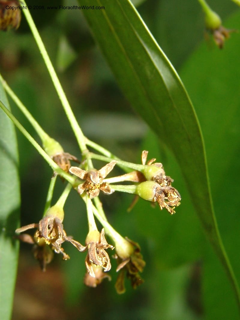 Cinnamomum jensenianum, 040920901--China. Hubei. Wuhan Botanical Garden. 24 Apr 07. 221.jpg