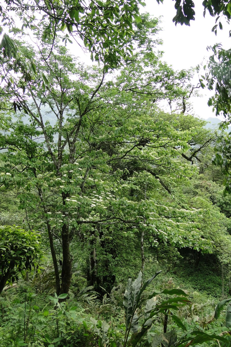 Cornus, Regalado 1829--Viet Nam. O-Quy-Ho Commune. 6 May 2011. 116 (2).jpg