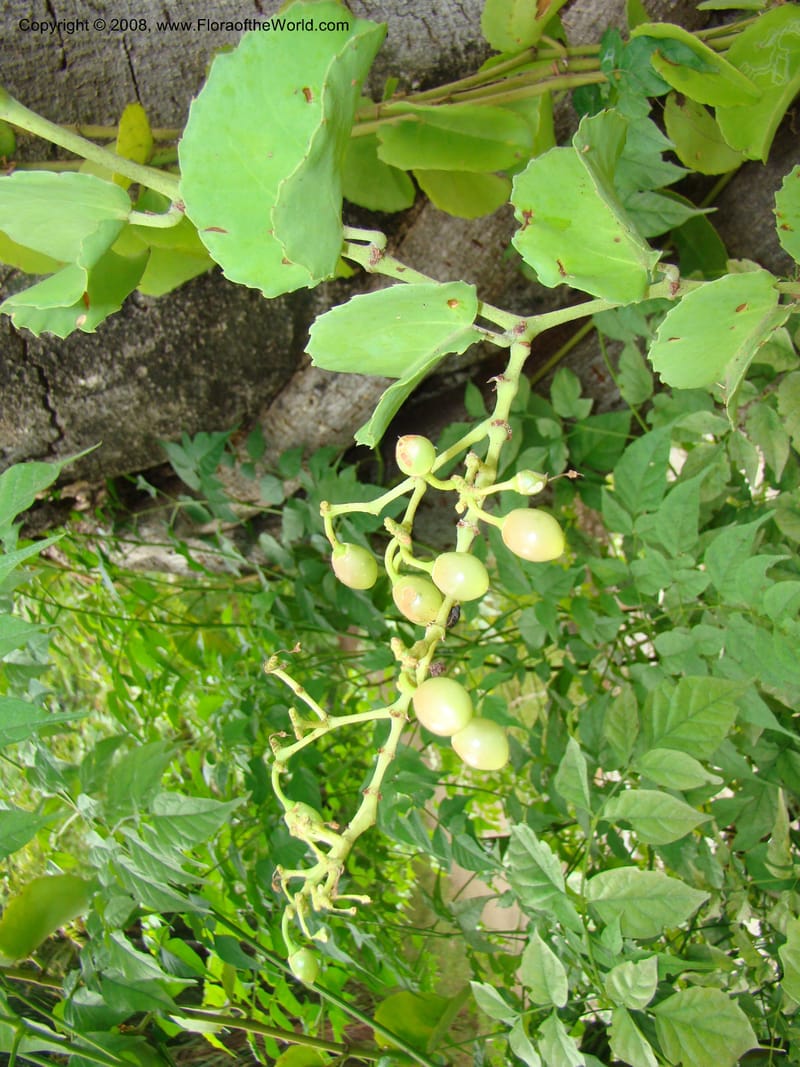 Cissus rotundifolia--Tanz. Karimjee Bot. Garden, Dar es Salaam. 30 Jan 08. 019.jpg