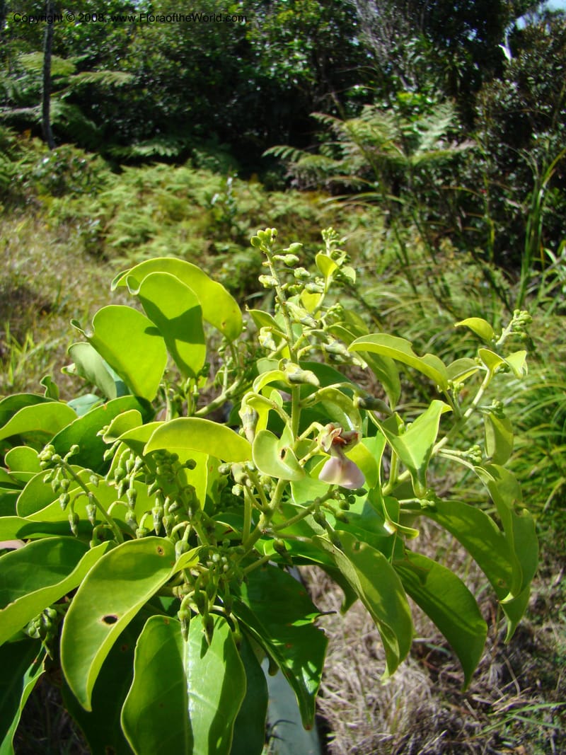 Agatea rufotomentosa, JMunzinger4707--New Caledonia. Mandjelia. 13 Nov 07. 126.jpg