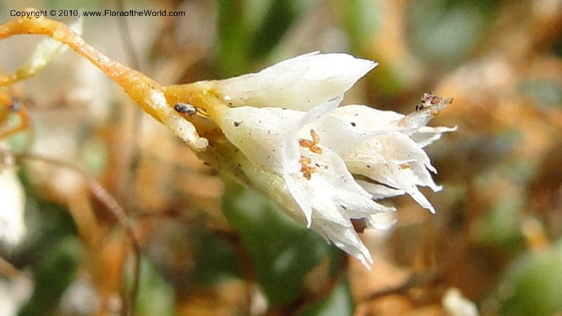 Cuscuta salina, C. Davidson 11802--CA. Alameda Co. Radio Beach, N of Bay Bridge toll plaza. 2 Sept 2010. 220 (35).jpg