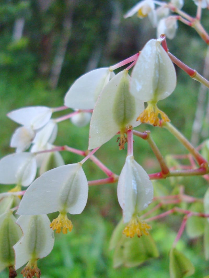 Begonia guaduensis, Croat 98897--Ecuador. Prov. Zamora C. Rio Waiwaime Valley. 20 Sep 2007. 034a (3).jpg
