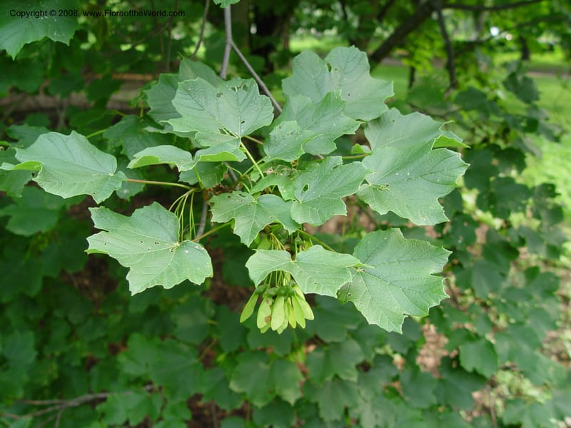 Acer opalus v. obtusatum, 1371-71-a--MA. Arnold Arboretum. 30 Jun 03. 003.jpg