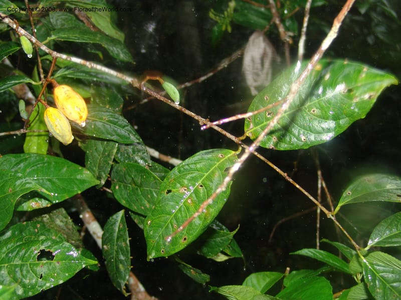 Peritassa huanucana, AAraujoM1168--Bolivia. Pq. Nac. Madidi. Rio Tuichi, Rudidi Cr. 28 Nov 04. 054.jpg